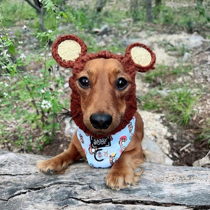 Dachshund Dog Bear Hat The Doxie World