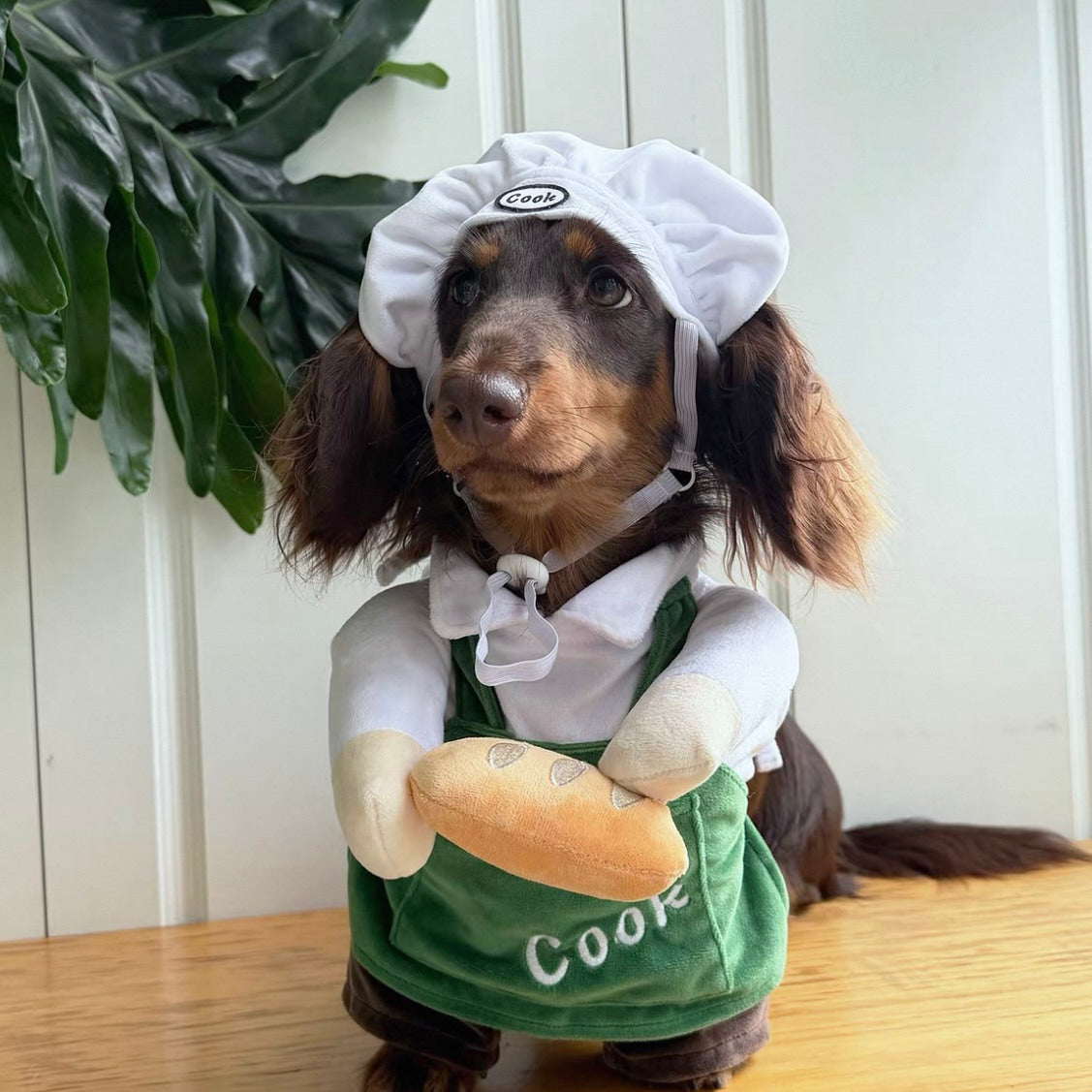 Dachshund Dog Chef Costume The Doxie World