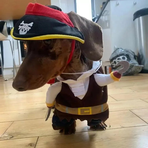 Dachshund Dog Pirate Costume The Doxie World