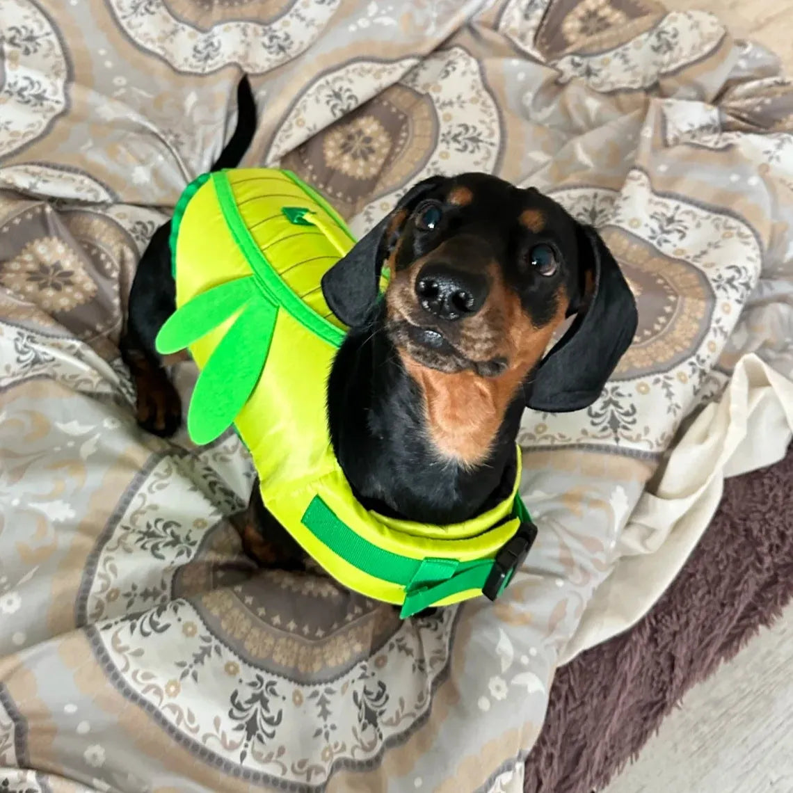 Dachshund Dragonfly Life Jacket The Doxie World