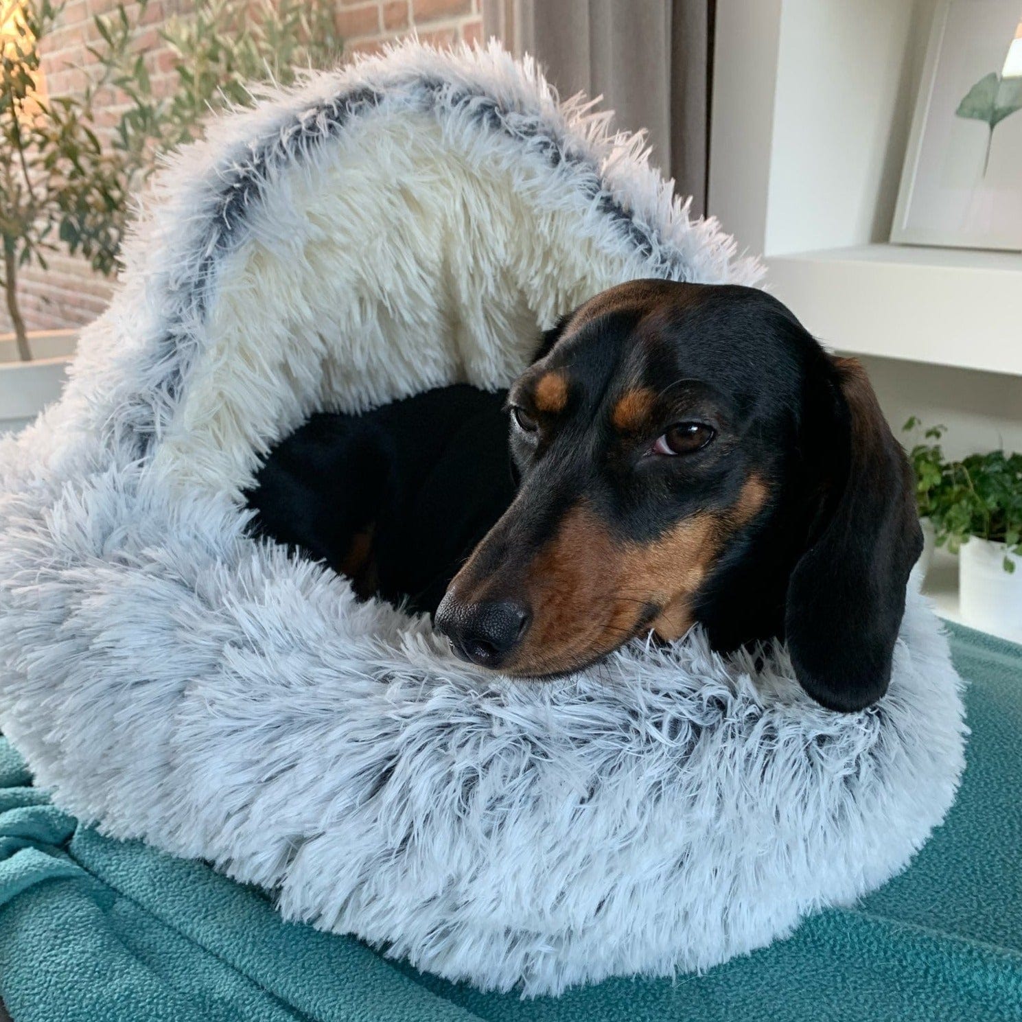 Sausage dog clearance bed