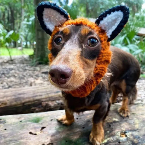 Dachshund Fox Hat The Doxie World