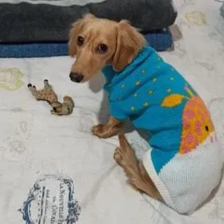 Dachshund Giraffe Sweater The Doxie World