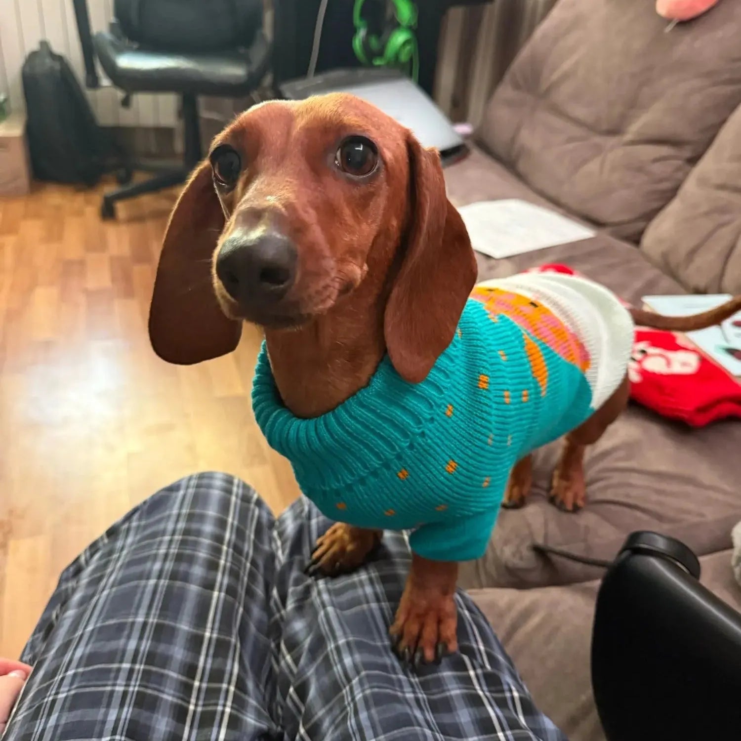 Dachshund Giraffe Sweater The Doxie World