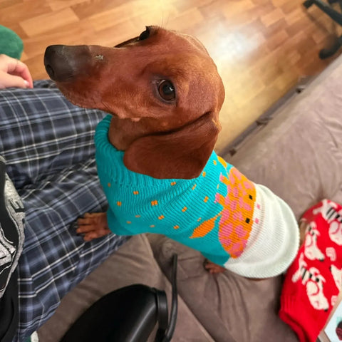 Dachshund Giraffe Sweater The Doxie World