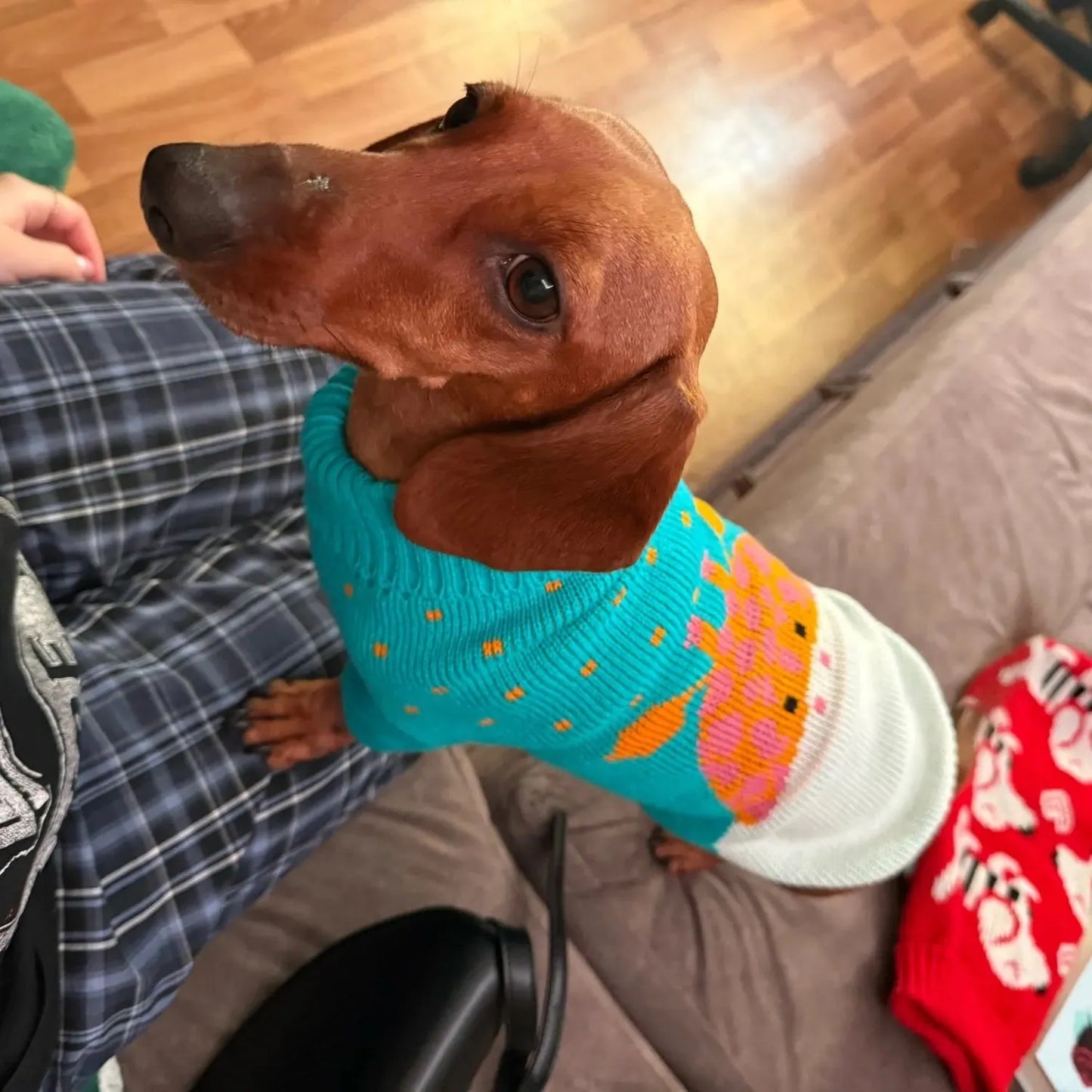 Dachshund Giraffe Sweater The Doxie World