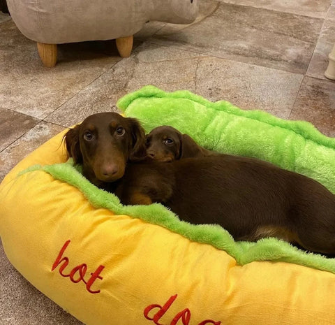 Dachshund Hot Dog  Bed The Doxie World