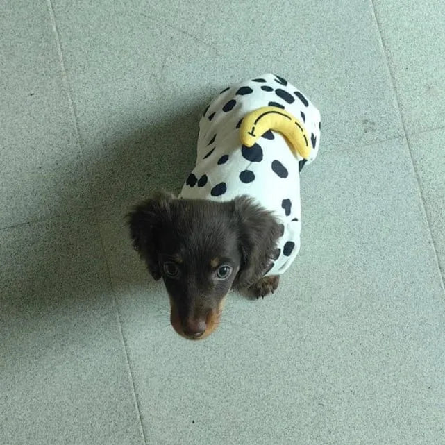 Dachshund Pajamas For Dogs The Doxie World