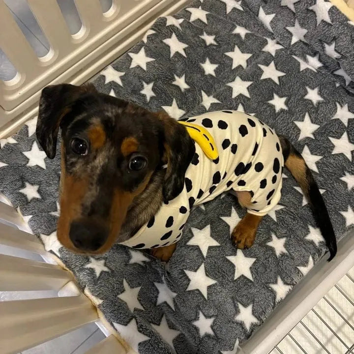 Dachshund Pajamas For Dogs The Doxie World