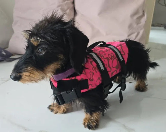 Dachshund Paws Life Jscket The Doxie World