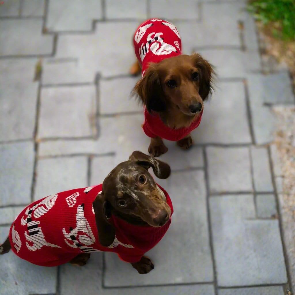 Dachshund Puppy Red Sweater The Doxie World