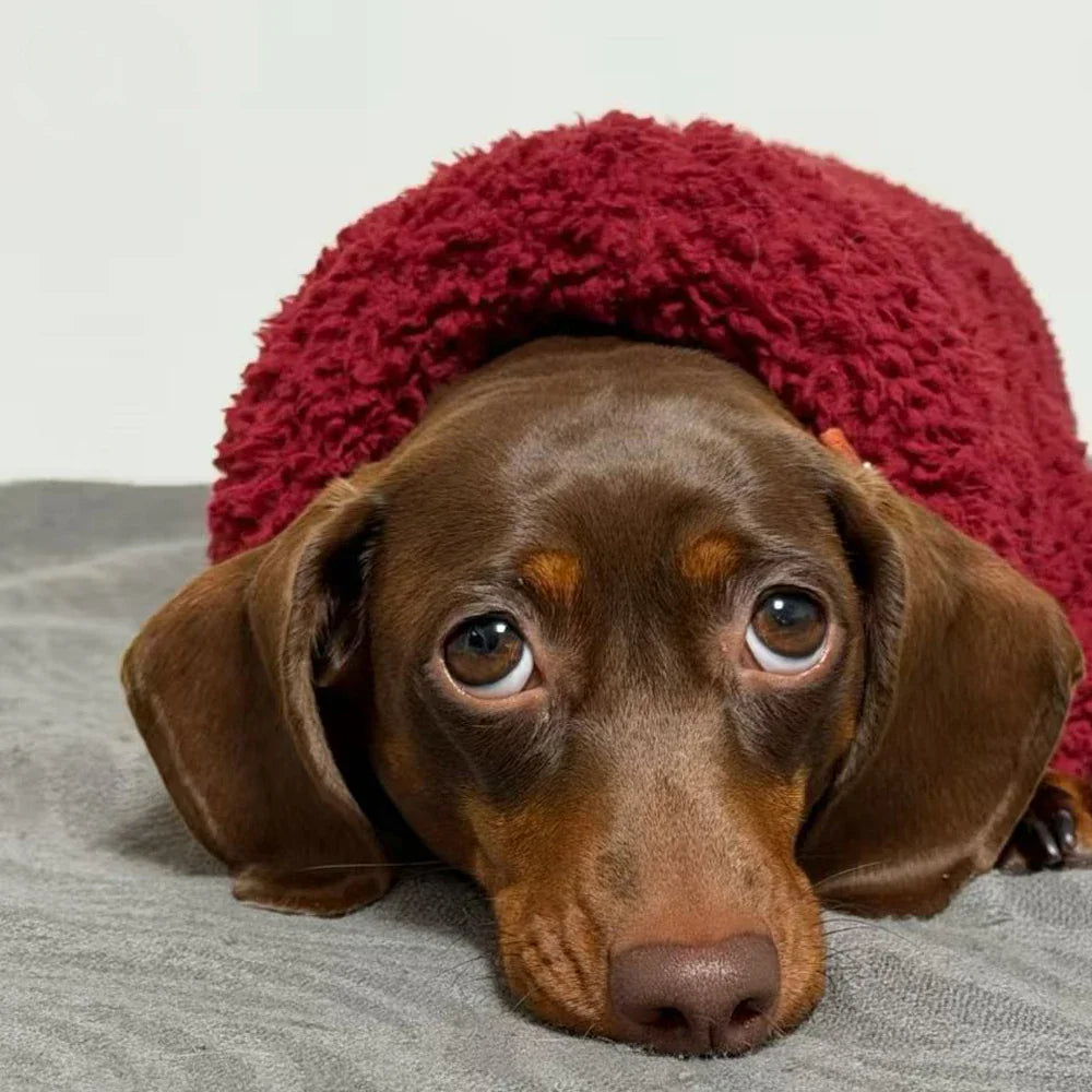 Dachshund Sherpa Fleece Sweater The Doxie World