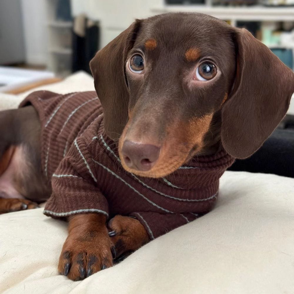 Dachshund Turtleneck The Doxie World