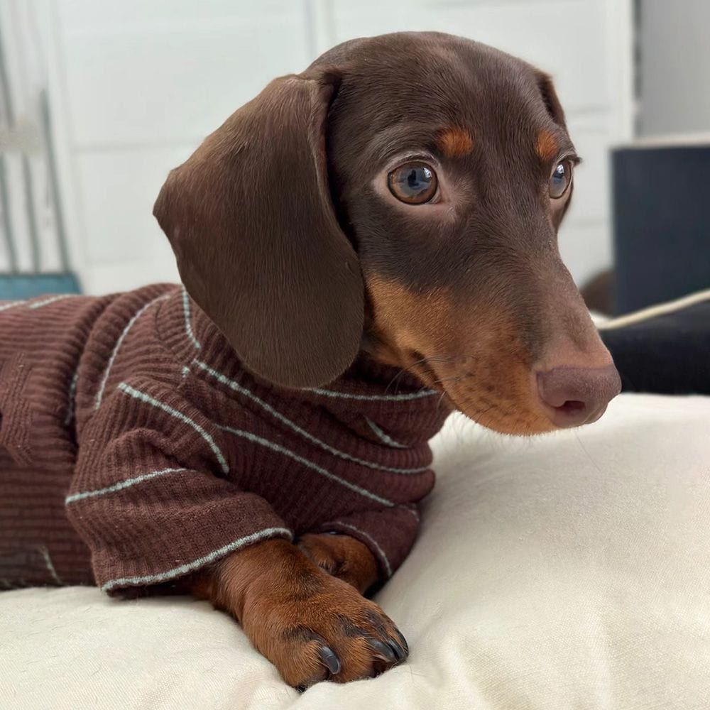 Dachshund Turtleneck The Doxie World