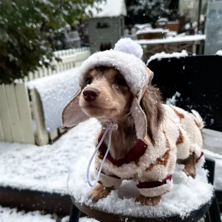 Dachshund Winter Hat The Doxie World