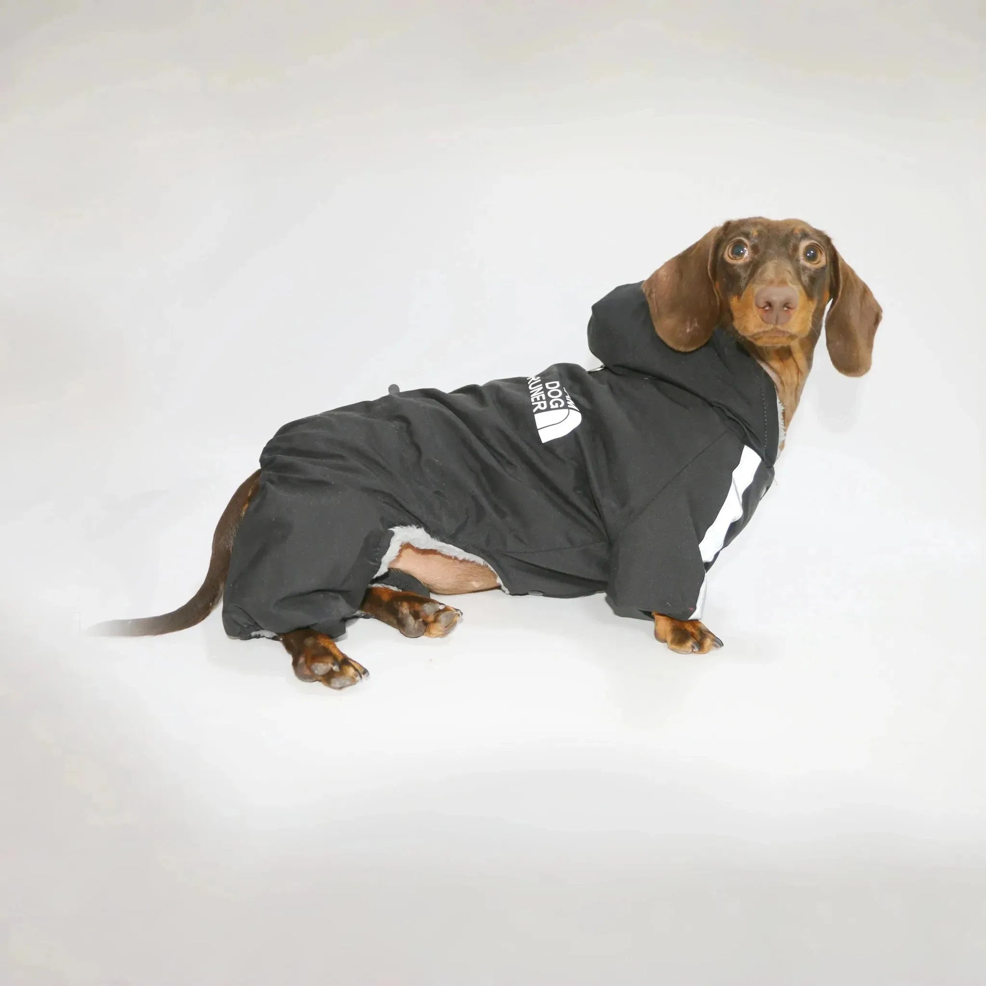 Dachshund Winter Overall Black / S The Doxie World