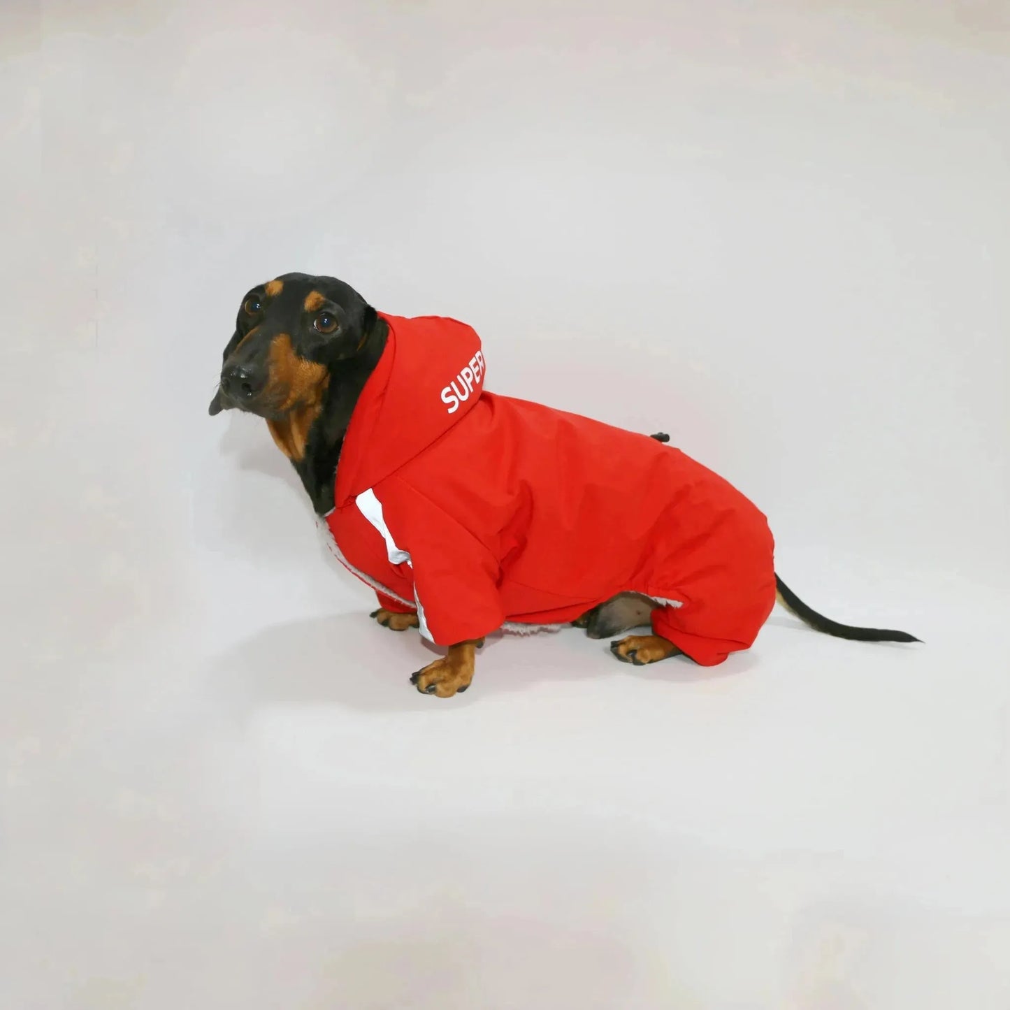 Dachshund Winter Overall Red / S The Doxie World