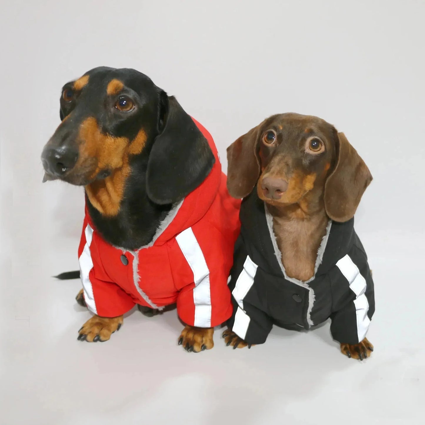 Dachshund Winter Overall The Doxie World