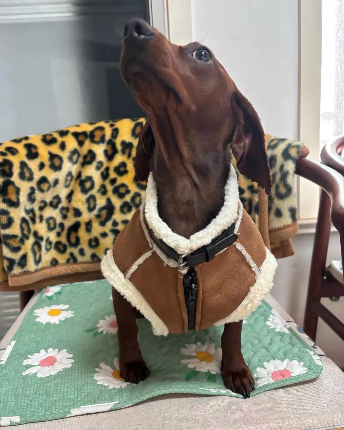 Dachshund Winter Waistcoat The Doxie World