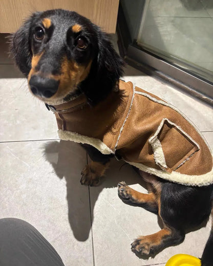 Dachshund Winter Waistcoat The Doxie World