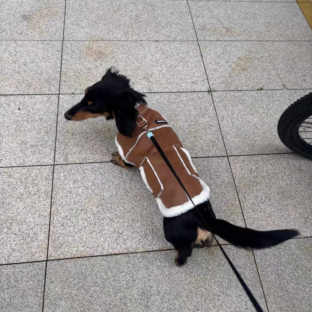 Dachshund Winter Waistcoat The Doxie World