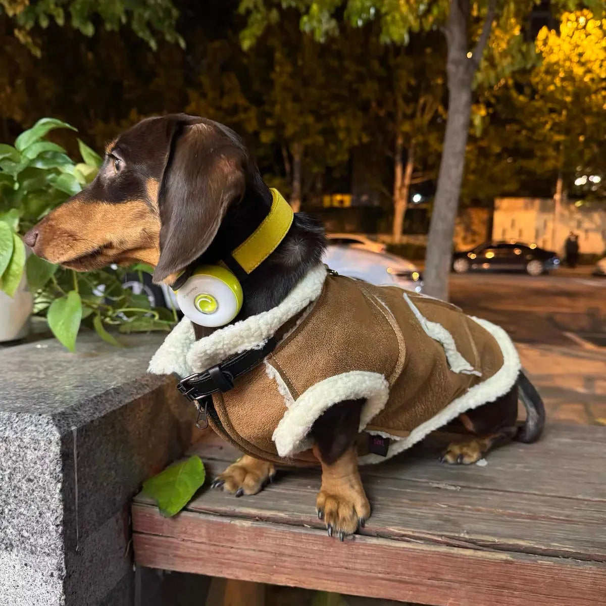 Dachshund Winter Waistcoat The Doxie World