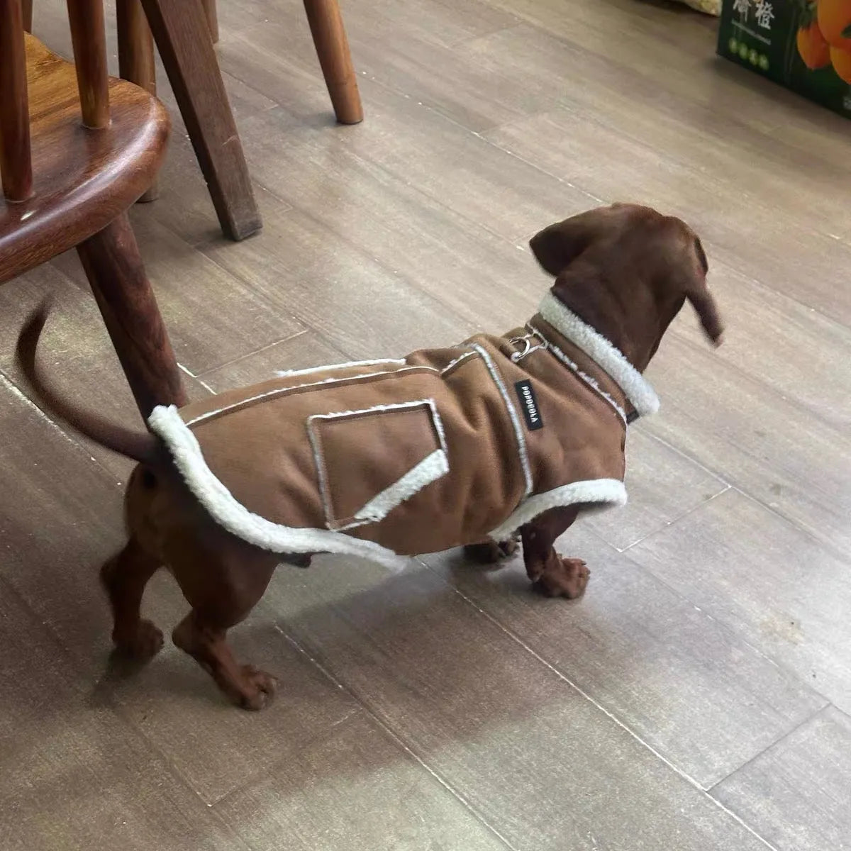 Dachshund Winter Waistcoat The Doxie World