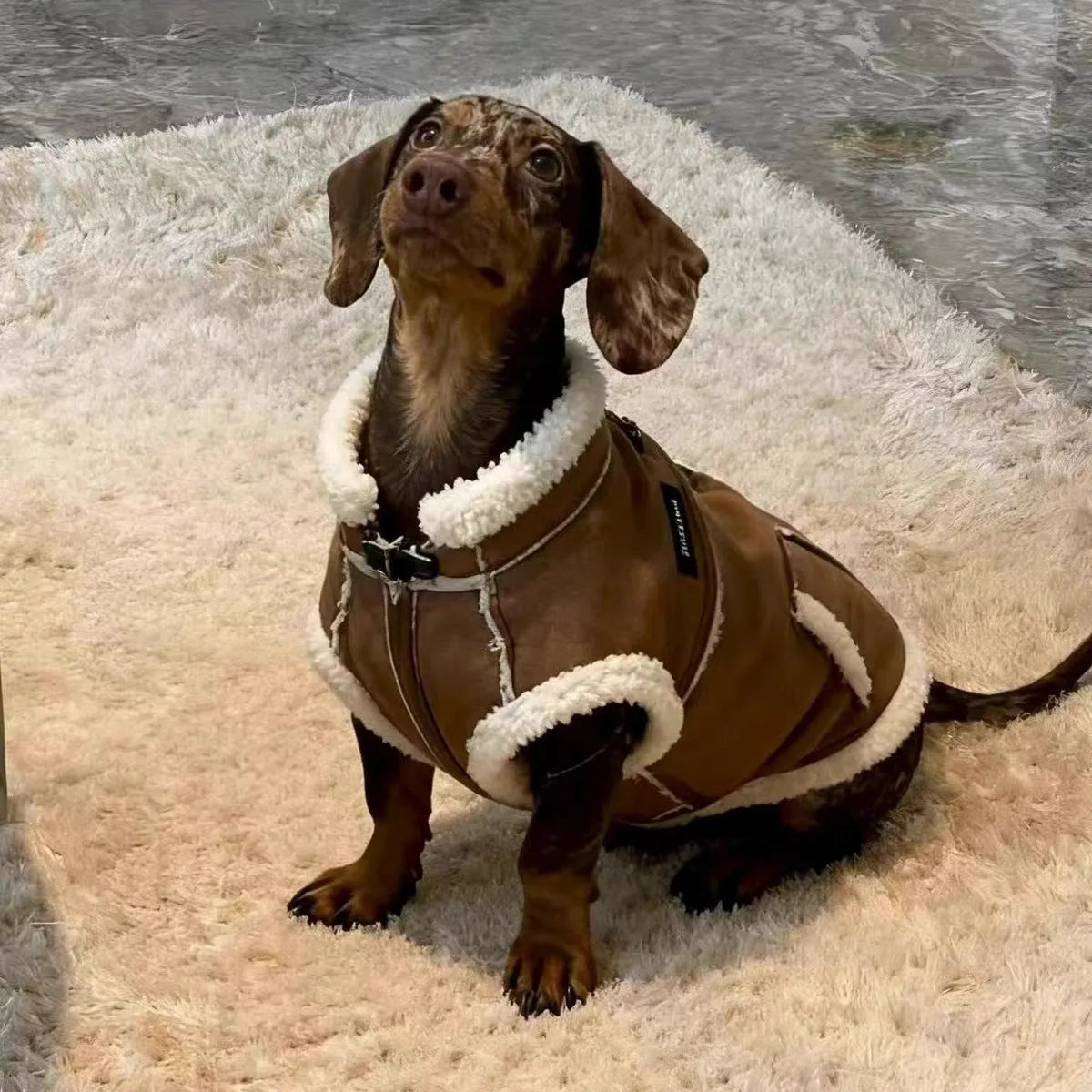 Dachshund Winter Waistcoat The Doxie World