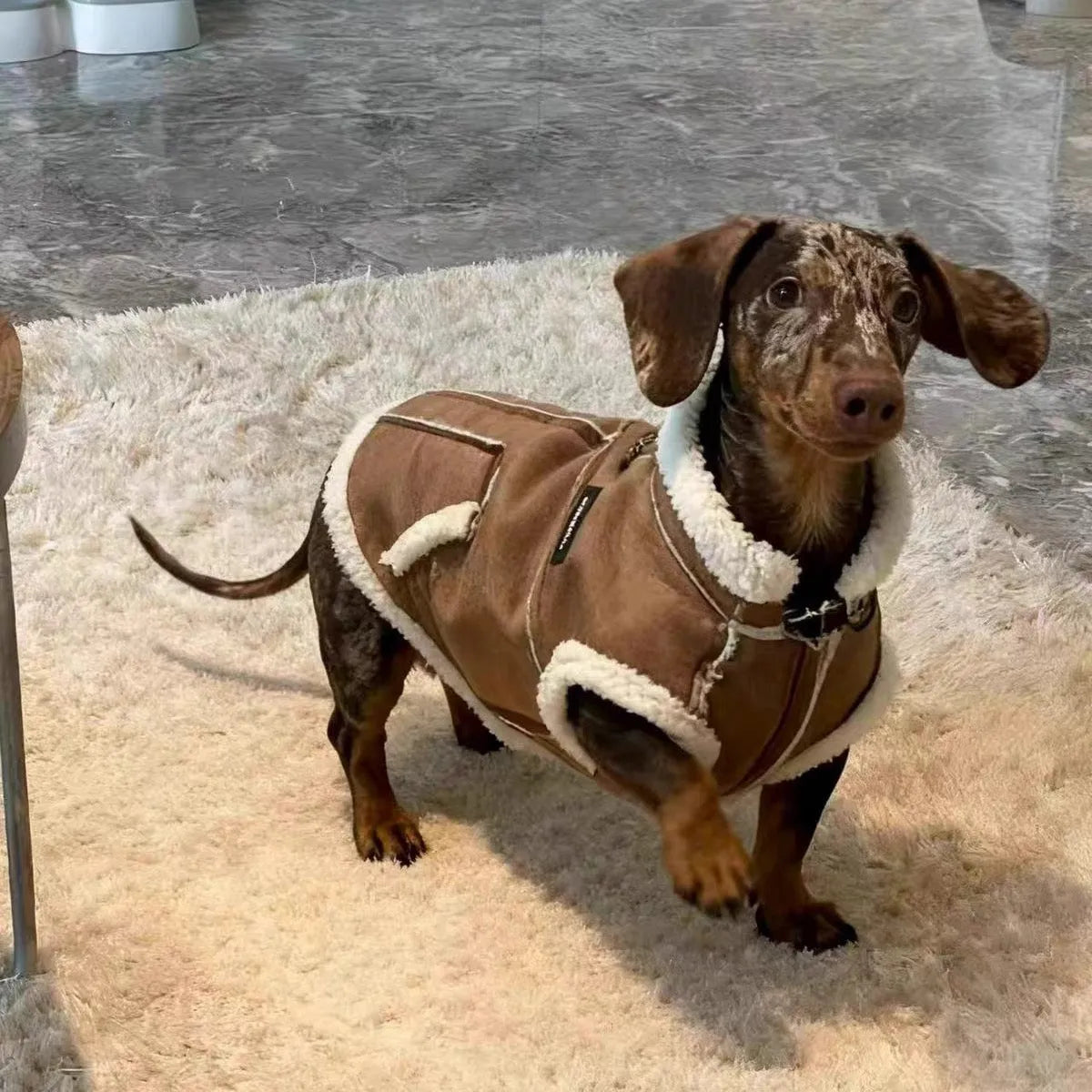 Dachshund Winter Waistcoat The Doxie World