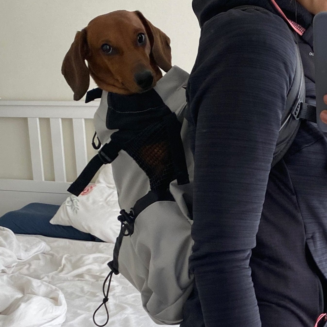 Dog Travel Backpack The Doxie World
