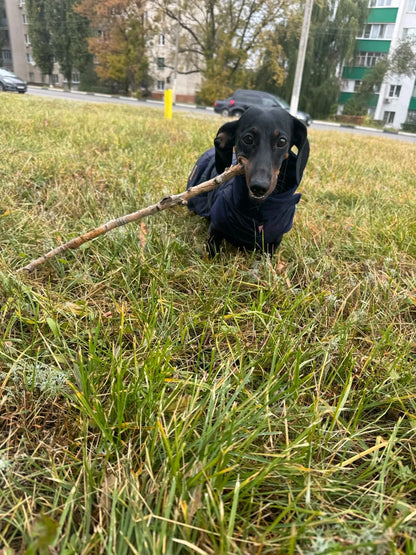 Quilted Wiener Dog Coat
