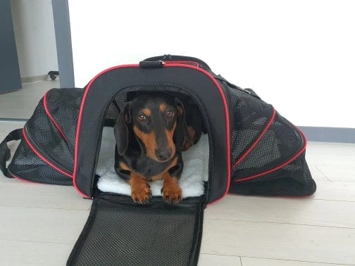 Expandable Dachshund Carrier The Doxie World