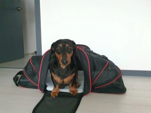 Dachshund dog carrier best sale