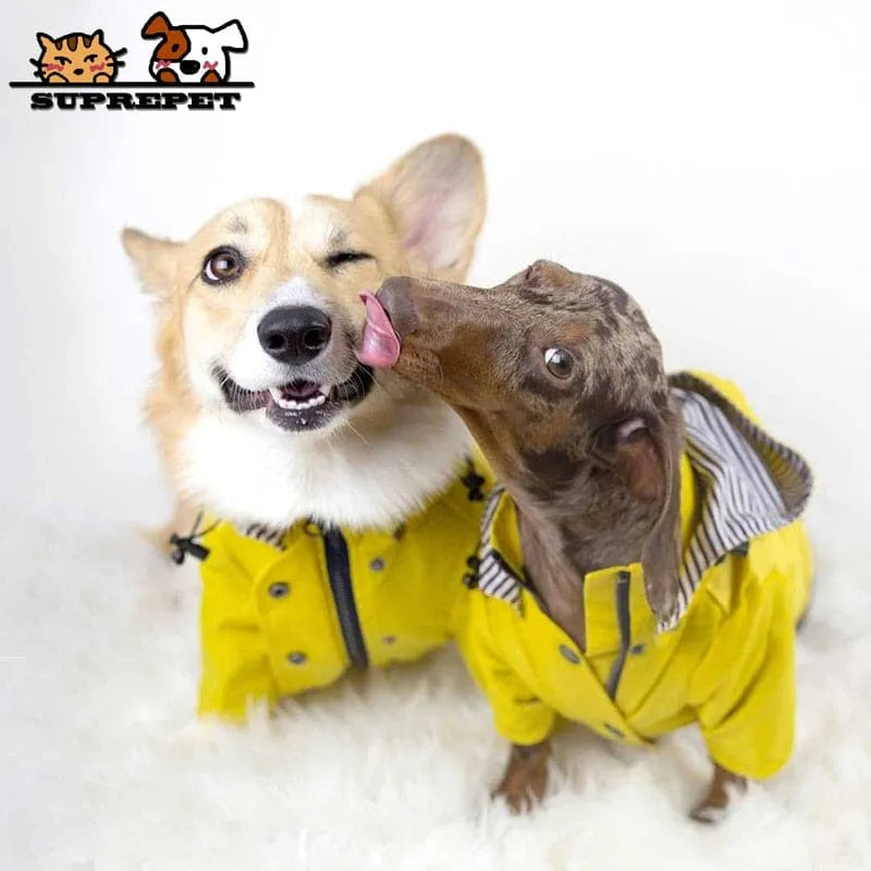 Fashion Dachshund Rain Jacket The Doxie World