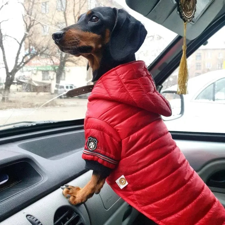 Fashion Puffer Dachshund Jacket RED / XS The Doxie World