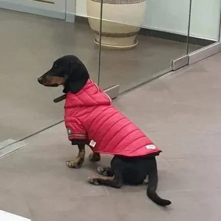 Fashion Puffer Dachshund Jacket The Doxie World