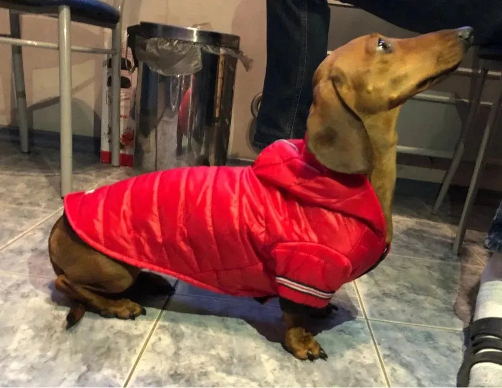 Fashion Puffer Dachshund Jacket The Doxie World