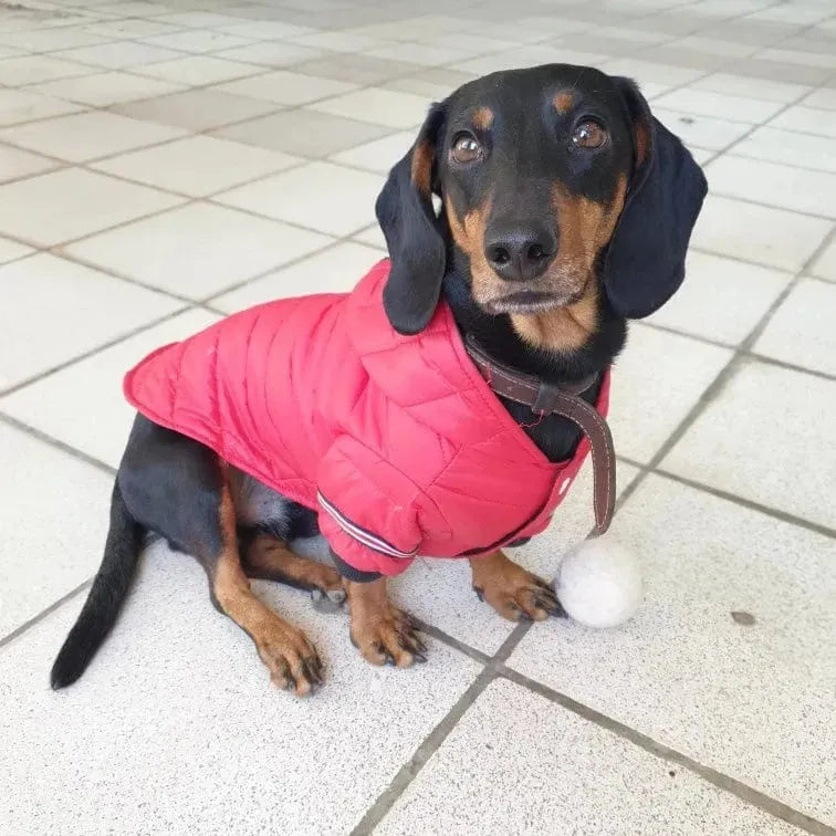 Fashion Puffer Dachshund Jacket The Doxie World