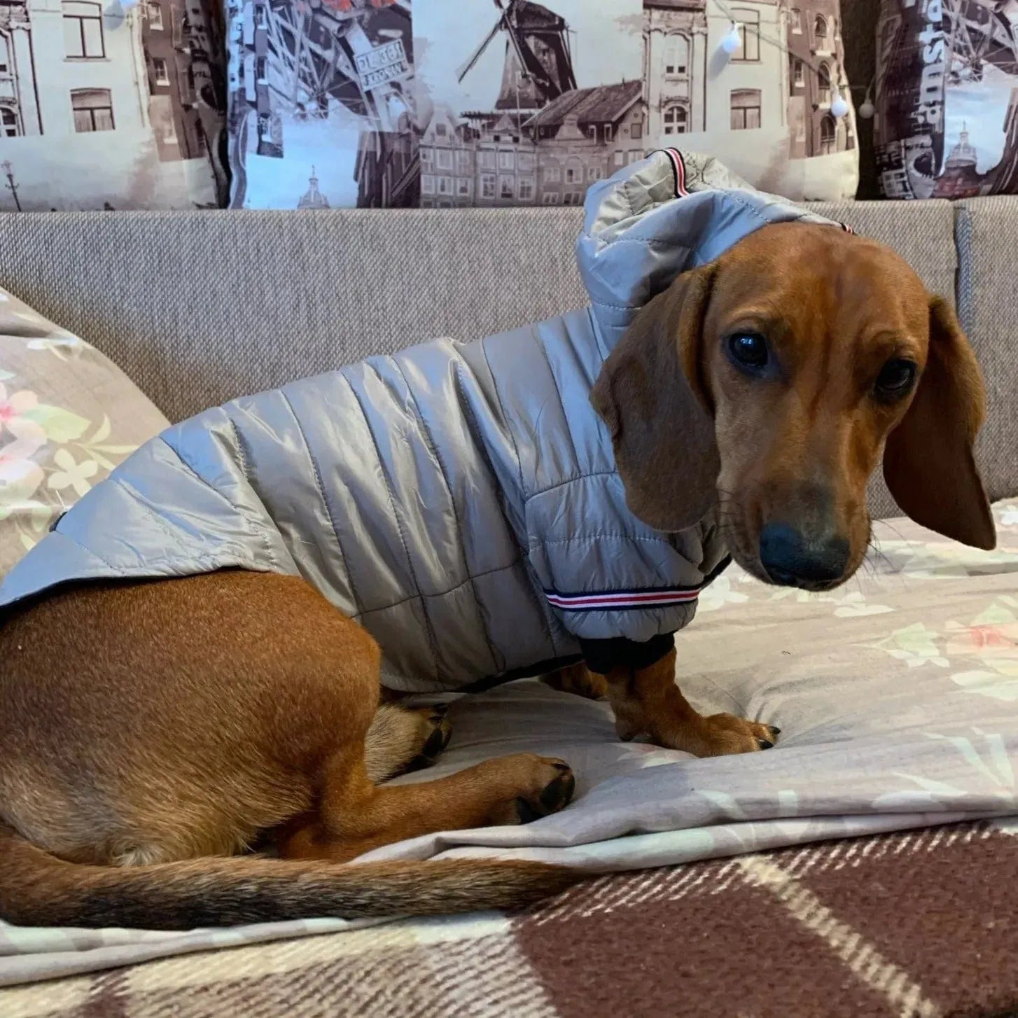 Fashion Puffer  Dachshund Jacket GRAY / XS The Doxie World