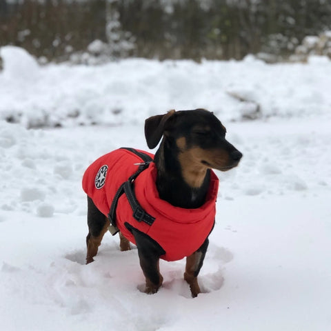 Fashion Stars Dachshund Jacket The Doxie World