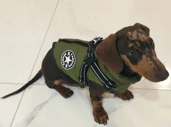 Dachshund fashion tactical harness