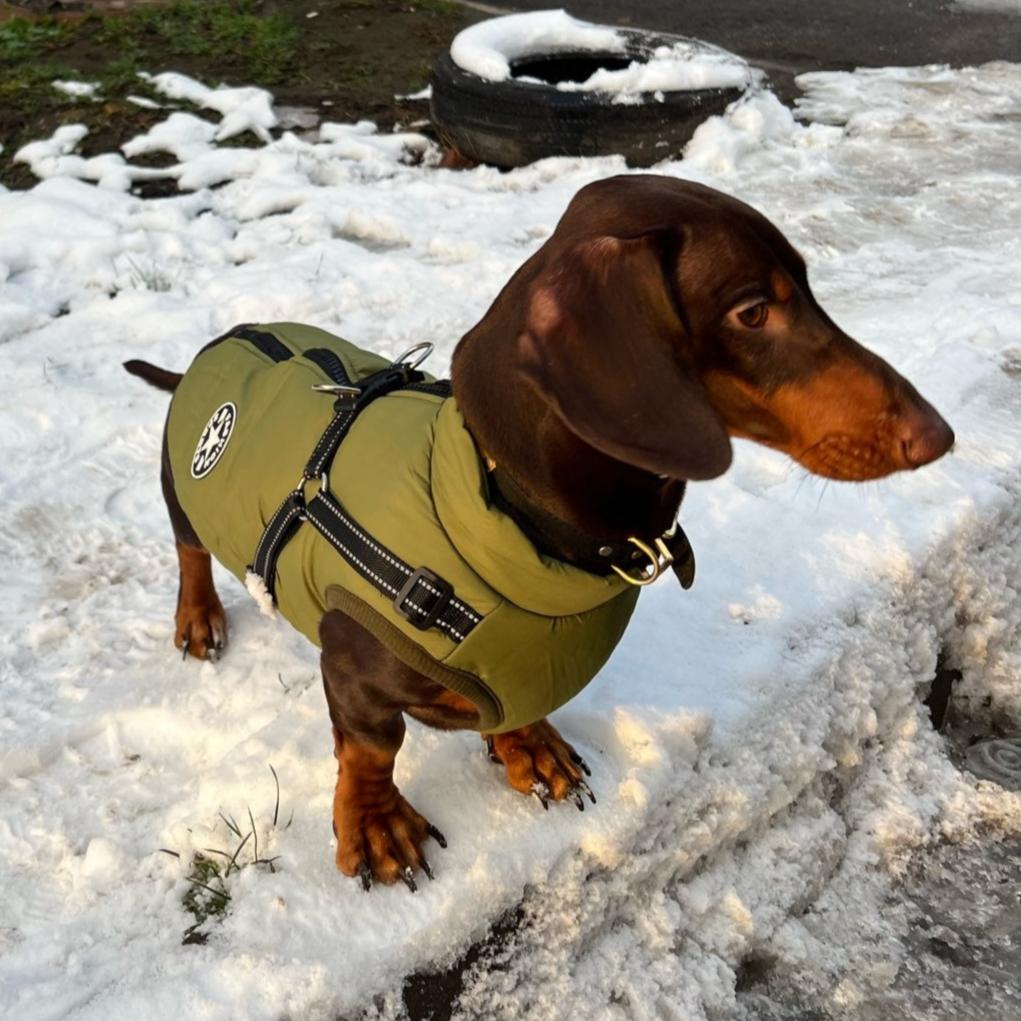 Fashion Stars Dachshund Jacket The Doxie World