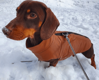 Faux Leather Dachshund Jacket thedoxieworld