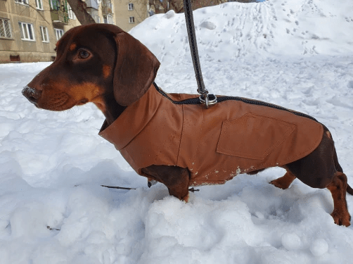Faux Leather Dachshund Jacket Brown / S thedoxieworld