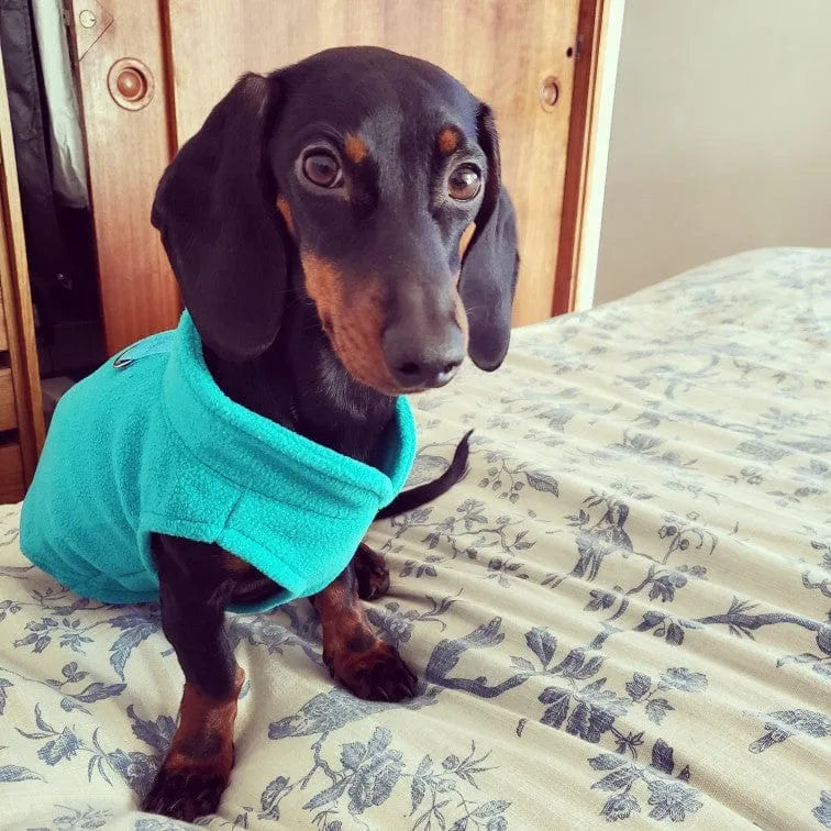 Fleece Dachshund Jacket Turquoise / S The Doxie World