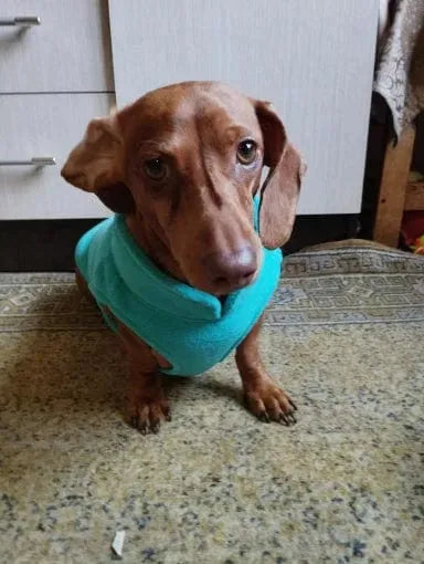 Fleece Dachshund Jacket The Doxie World