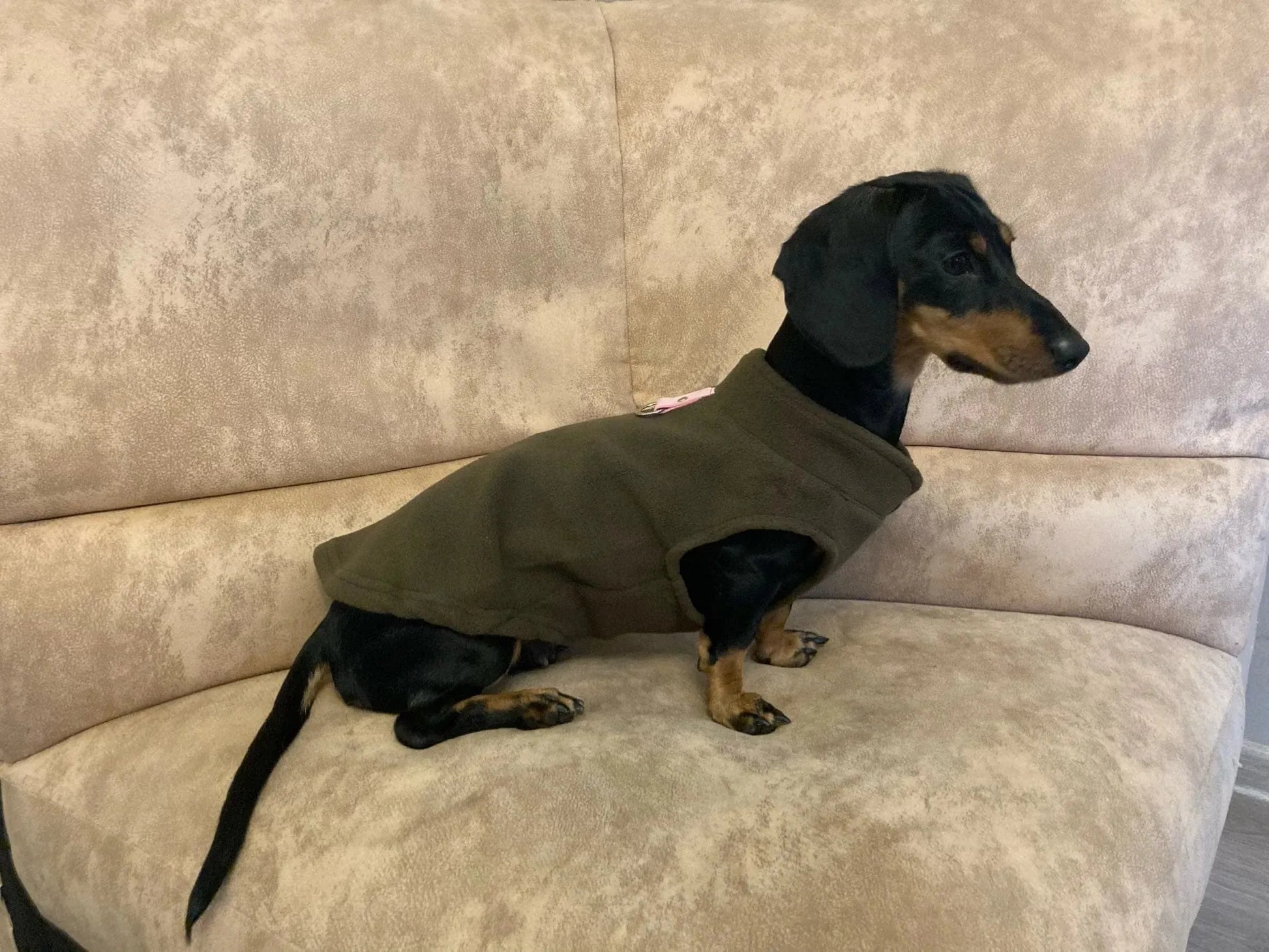 Fleece Dachshund Jacket The Doxie World