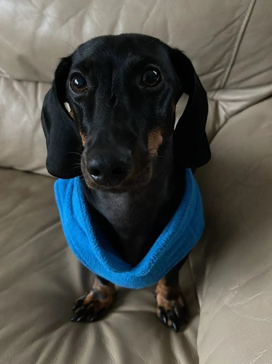 Fleece Dachshund Jacket The Doxie World