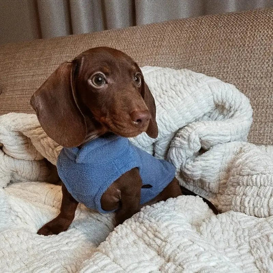Miniature dachshund apparel 2025