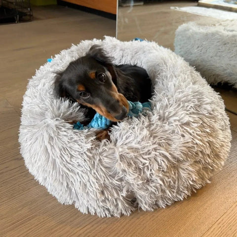 Fluffy Dachshund Bed Light Gray / 50cm. - Up to 15 lbs / 6.8 kgs The Doxie World